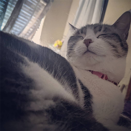 Nebula, Jess' white and gray tabby cat, smugly looking at the camera.